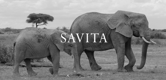Elephant Blog