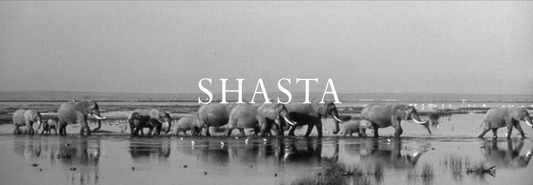 Elephant Blog
