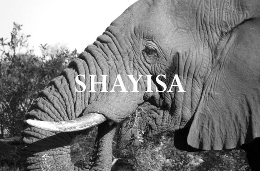 Elephant Blog