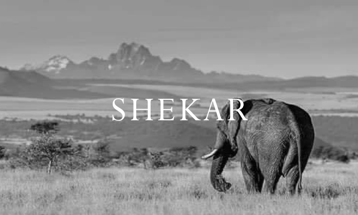 Elephant Blog