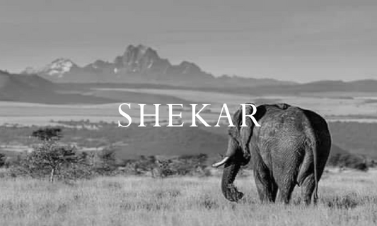 Elephant Blog