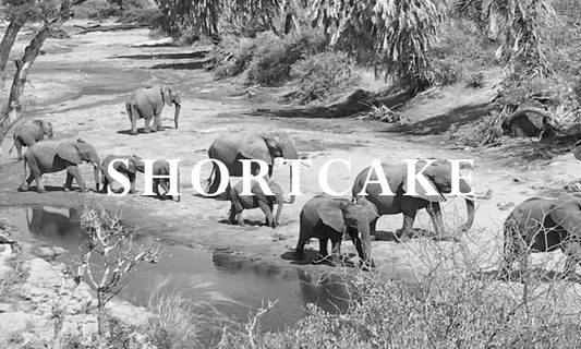 Elephant Blog