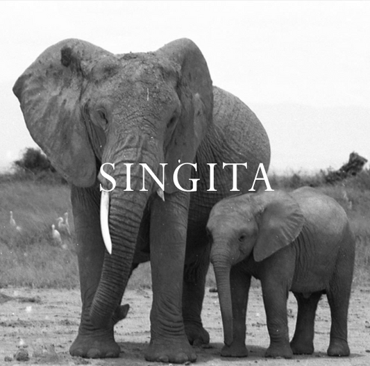 Elephant Blog