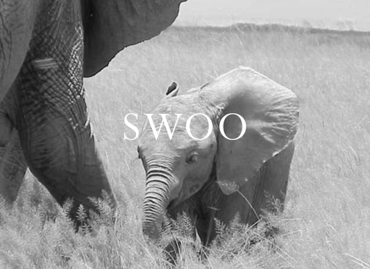 Elephant Blog