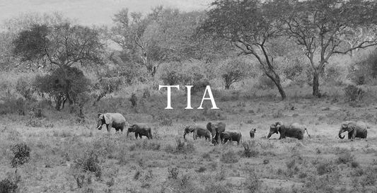 Elephant Blog