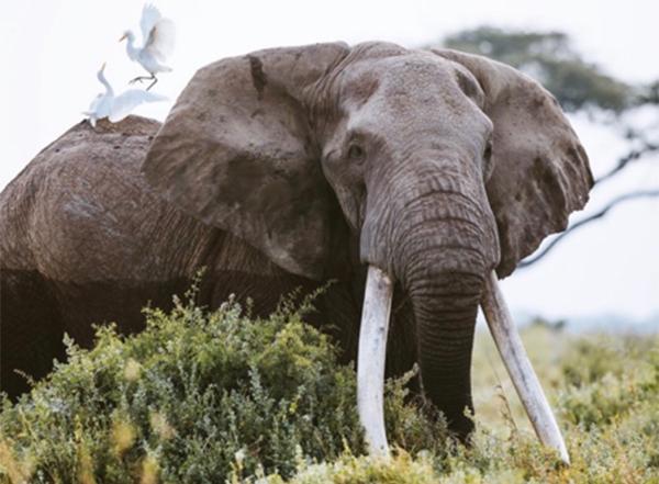 Elephant Blog