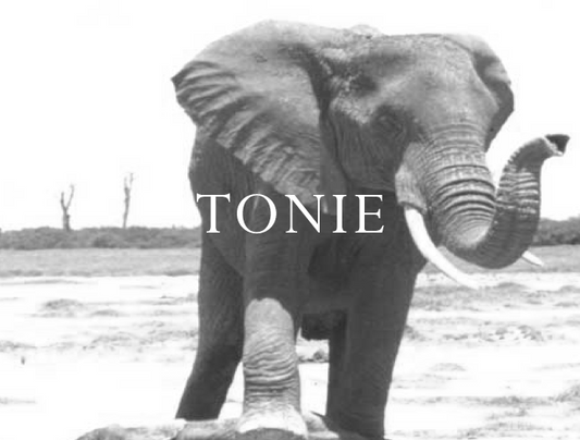 Elephant Blog