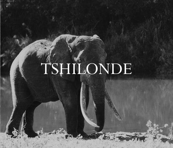 Elephant Blog