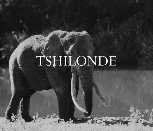 Elephant Blog