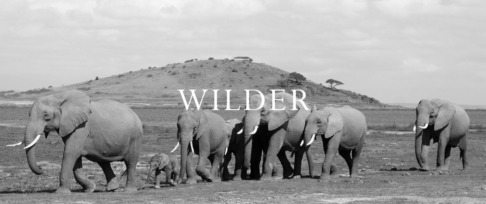 Elephant Blog
