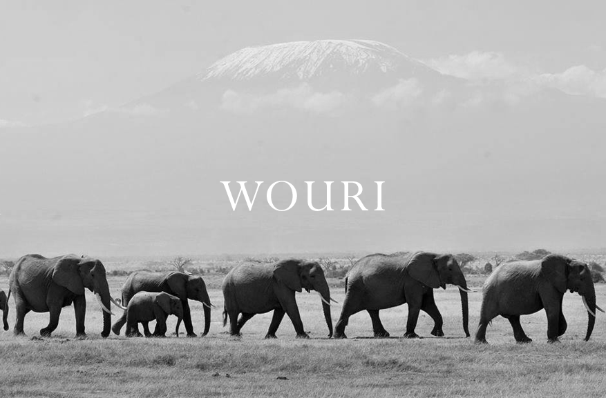 Elephant Blog
