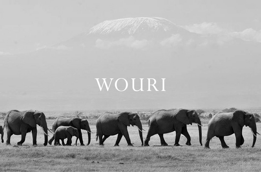 Elephant Blog