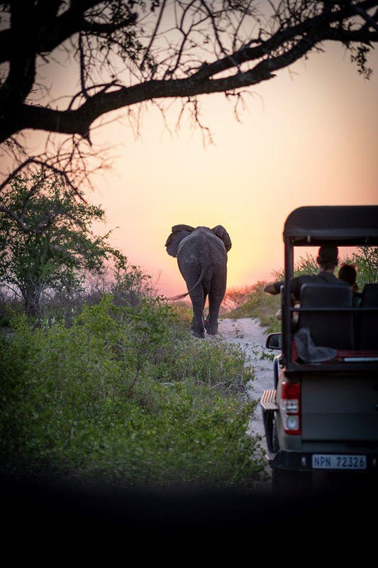 Wednesday for Wildlife: Safari etiquette