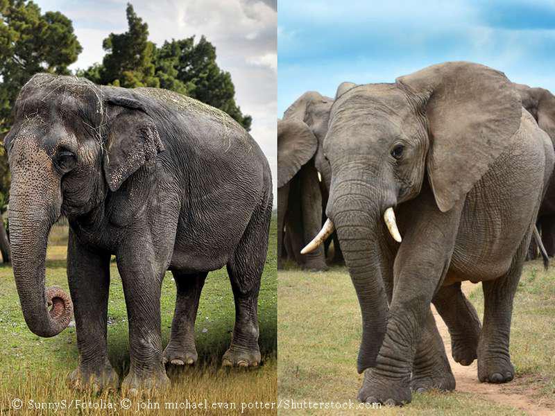 Do you know the difference between the Asian and African elephant?