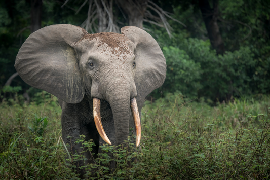 Afrikanische Waldelefanten