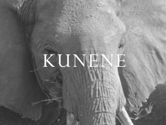 Elephant Blog