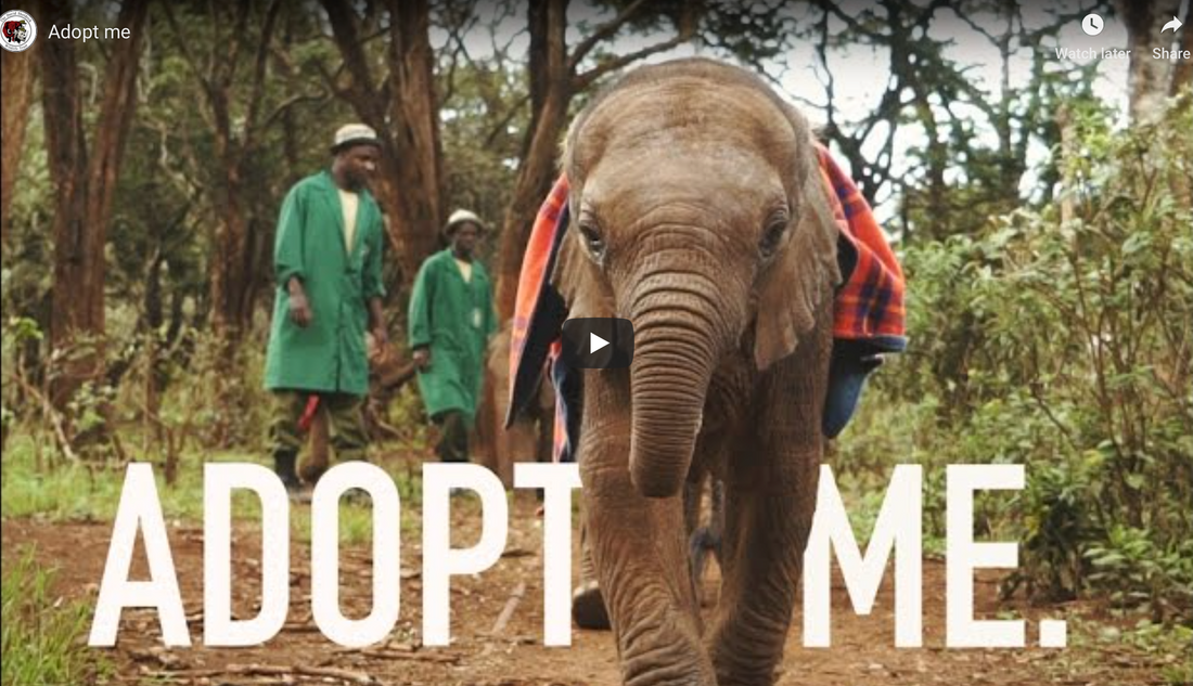 5 easy ways you can help elephants this year