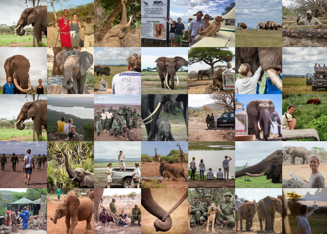 Half a million euros donated to help the African elephant!