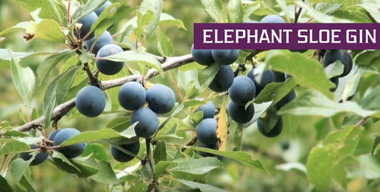 Elephant Sloe Gin bottling season