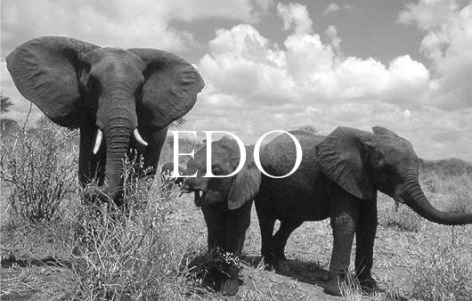 Elephant Blog