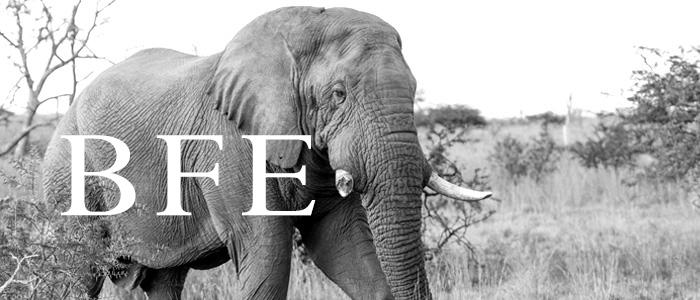 Elephant Blog