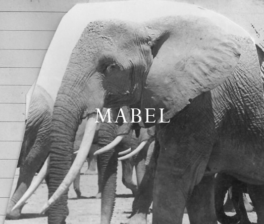 Elephant Blog