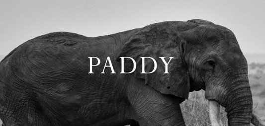 Elephant Blog